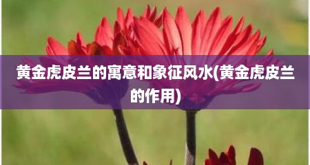 黄金虎皮兰的寓意和象征风水(黄金虎皮兰的作用)