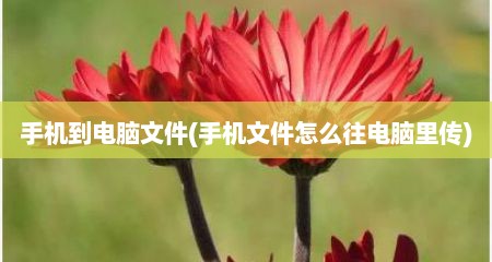 手机到电脑文件(手机文件怎么往电脑里传)