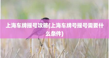 上海车牌摇号攻略(上海车牌号摇号需要什么条件)