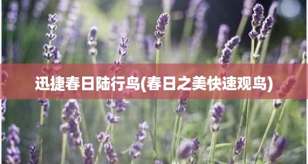 迅捷春日陆行鸟(春日之美快速观鸟)