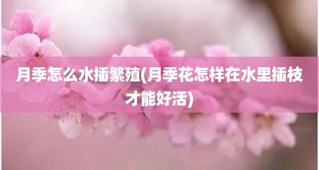 月季怎么水插繁殖(月季花怎样在水里插枝才能好活)