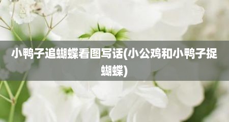小鸭子追蝴蝶看图写话(小公鸡和小鸭子捉蝴蝶)