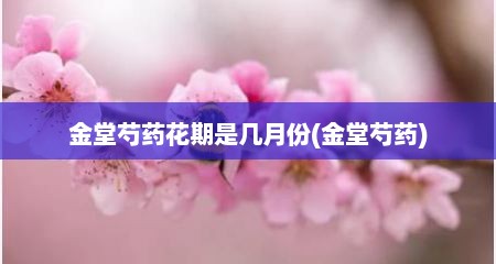 金堂芍药花期是几月份(金堂芍药)