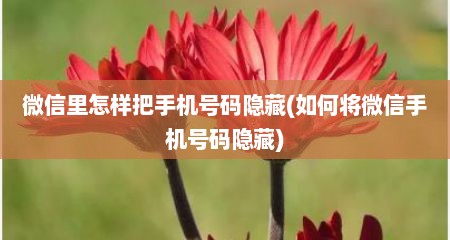 微信里怎样把手机号码隐藏(如何将微信手机号码隐藏)