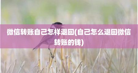 微信转账自己怎样退回(自己怎么退回微信转账的钱)