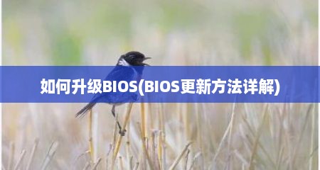 如何升级BIOS(BIOS更新方法详解)