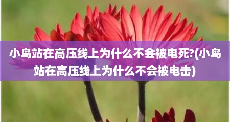 小鸟站在高压线上为什么不会被电死?(小鸟站在高压线上为什么不会被电击)