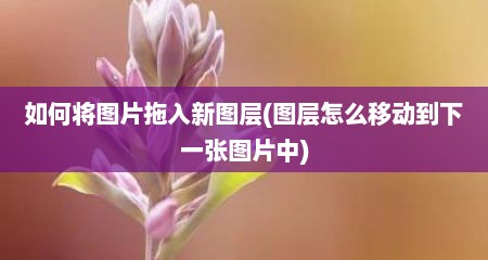 如何将图片拖入新图层(图层怎么移动到下一张图片中)