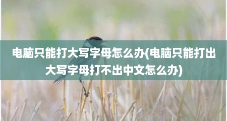 电脑只能打大写字母怎么办(电脑只能打出大写字母打不出中文怎么办)