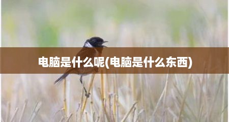 电脑是什么呢(电脑是什么东西)