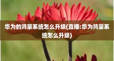 华为的鸿蒙系统怎么升级(直播:华为鸿蒙系统怎么升级)