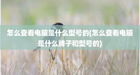 怎么查看电脑是什么型号的(怎么查看电脑是什么牌子和型号的)