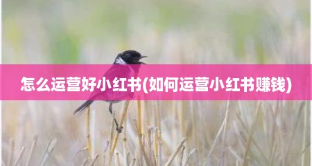 怎么运营好小红书(如何运营小红书赚钱)