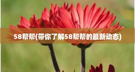 58帮帮(带你了解58帮帮的最新动态)