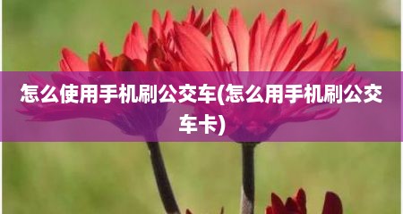 怎么使用手机刷公交车(怎么用手机刷公交车卡)