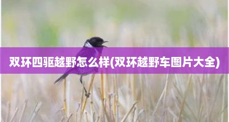 双环四驱越野怎么样(双环越野车图片大全)