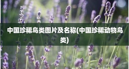 中国珍稀鸟类图片及名称(中国珍稀动物鸟类)