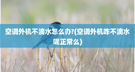 空调外机不滴水怎么办?(空调外机咋不滴水呢正常么)