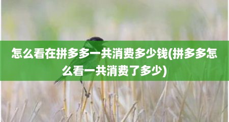 怎么看在拼多多一共消费多少钱(拼多多怎么看一共消费了多少)