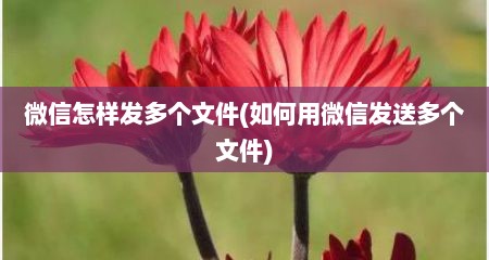 微信怎样发多个文件(如何用微信发送多个文件)