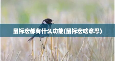 鼠标宏都有什么功能(鼠标宏啥意思)