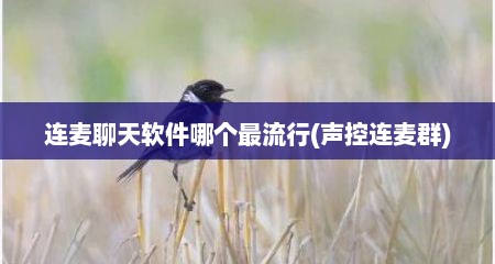 连麦聊天软件哪个最流行(声控连麦群)