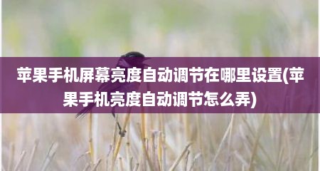 苹果手机屏幕亮度自动调节在哪里设置(苹果手机亮度自动调节怎么弄)
