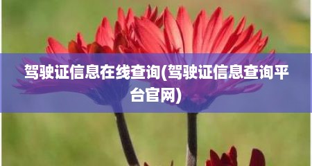 驾驶证信息在线查询(驾驶证信息查询平台官网)