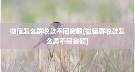 微信怎么群收款不同金额(微信群收款怎么弄不同金额)