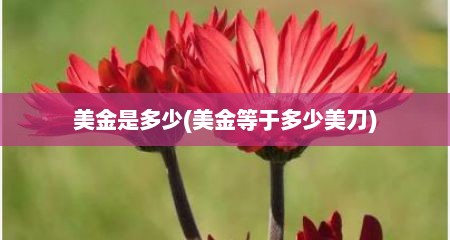 美金是多少(美金等于多少美刀)