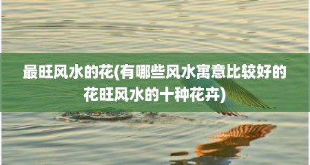 最旺风水的花(有哪些风水寓意比较好的花旺风水的十种花卉)