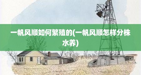 一帆风顺如何繁殖的(一帆风顺怎样分株水养)
