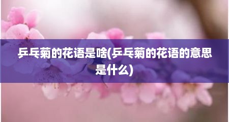 乒乓菊的花语是啥(乒乓菊的花语的意思是什么)