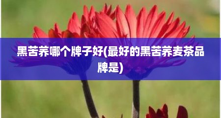 黑苦荞哪个牌子好(最好的黑苦荞麦茶品牌是)