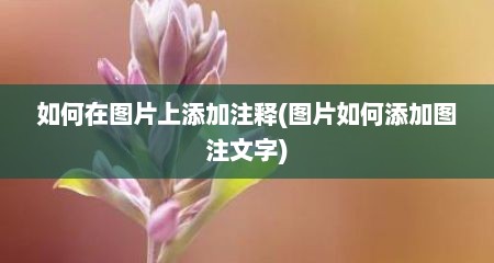 如何在图片上添加注释(图片如何添加图注文字)