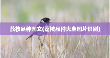 荔枝品种图文(荔枝品种大全图片识别)