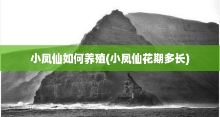 小凤仙如何养殖(小凤仙花期多长)