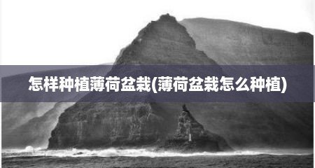 怎样种植薄荷盆栽(薄荷盆栽怎么种植)