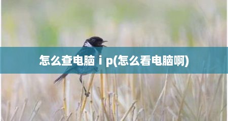 怎么查电脑ⅰp(怎么看电脑啊)