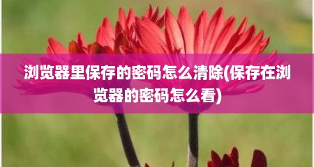 浏览器里保存的密码怎么清除(保存在浏览器的密码怎么看)