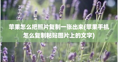 苹果怎么把照片复制一张出来(苹果手机怎么复制粘贴图片上的文字)