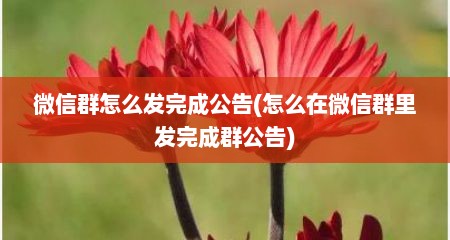 微信群怎么发完成公告(怎么在微信群里发完成群公告)
