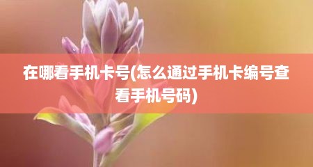 在哪看手机卡号(怎么通过手机卡编号查看手机号码)