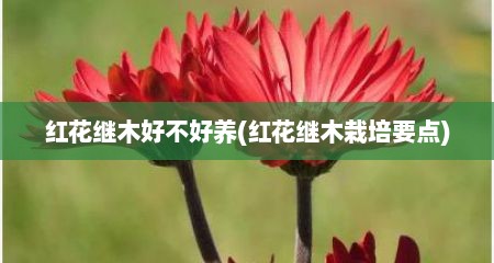红花继木好不好养(红花继木栽培要点)