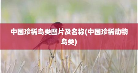 中国珍稀鸟类图片及名称(中国珍稀动物鸟类)