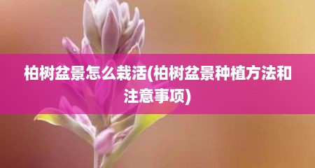 柏树盆景怎么栽活(柏树盆景种植方法和注意事项)