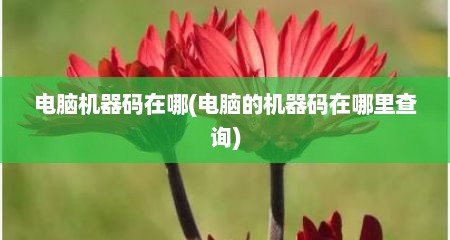 电脑机器码在哪(电脑的机器码在哪里查询)