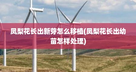 凤梨花长出新芽怎么移植(凤梨花长出幼苗怎样处理)