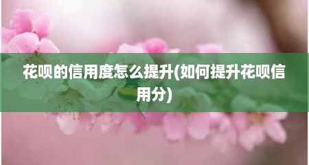 花呗的信用度怎么提升(如何提升花呗信用分)