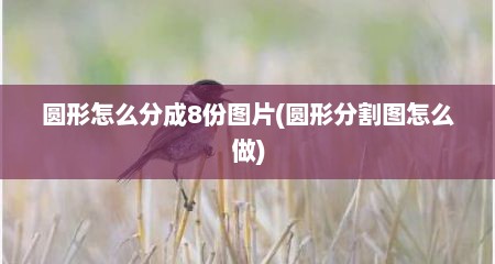 圆形怎么分成8份图片(圆形分割图怎么做)